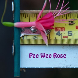 Pee Wee Rose